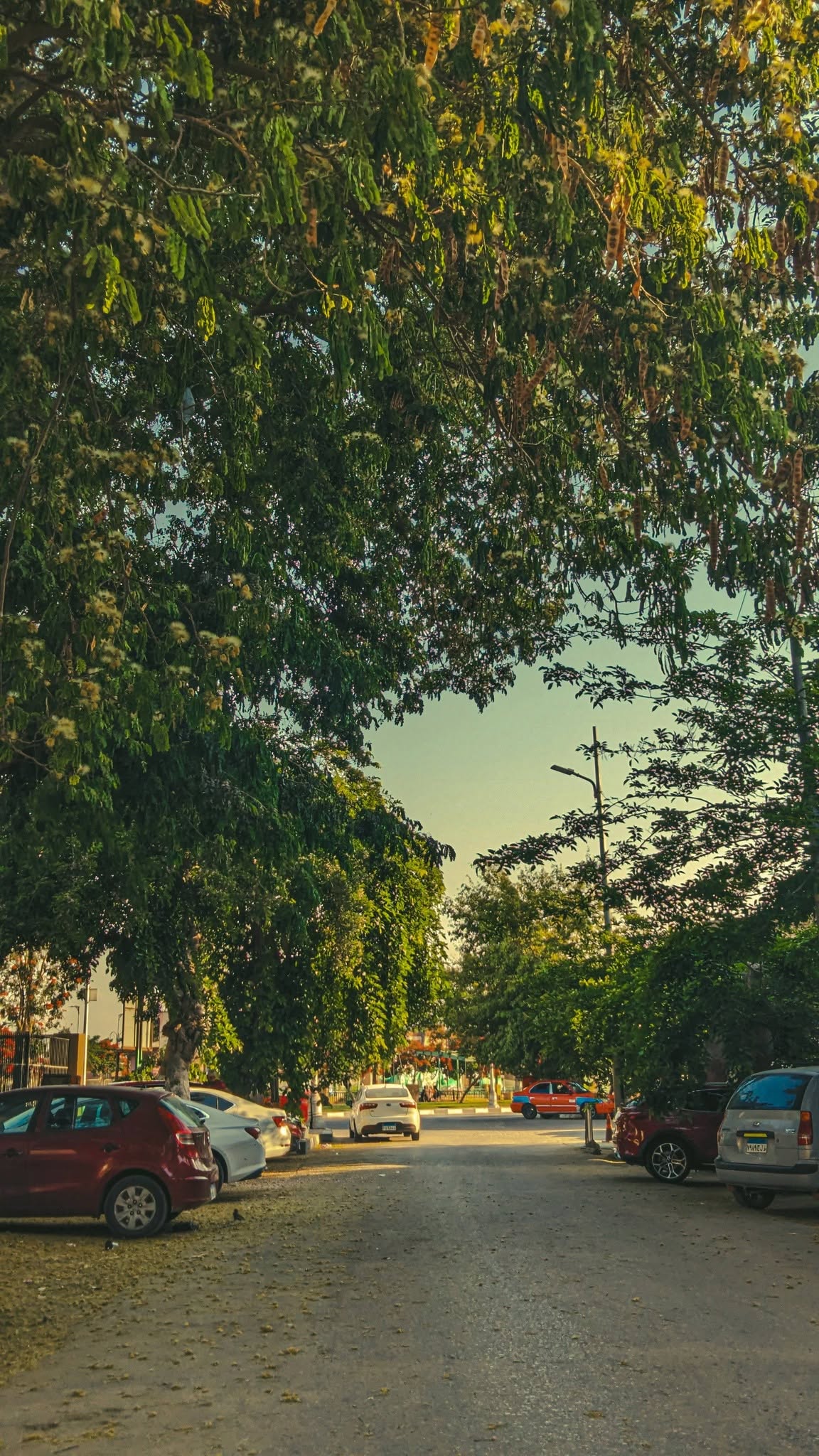Golden Park Walk Frame – photography wall art | برواز ممشى الحديقة