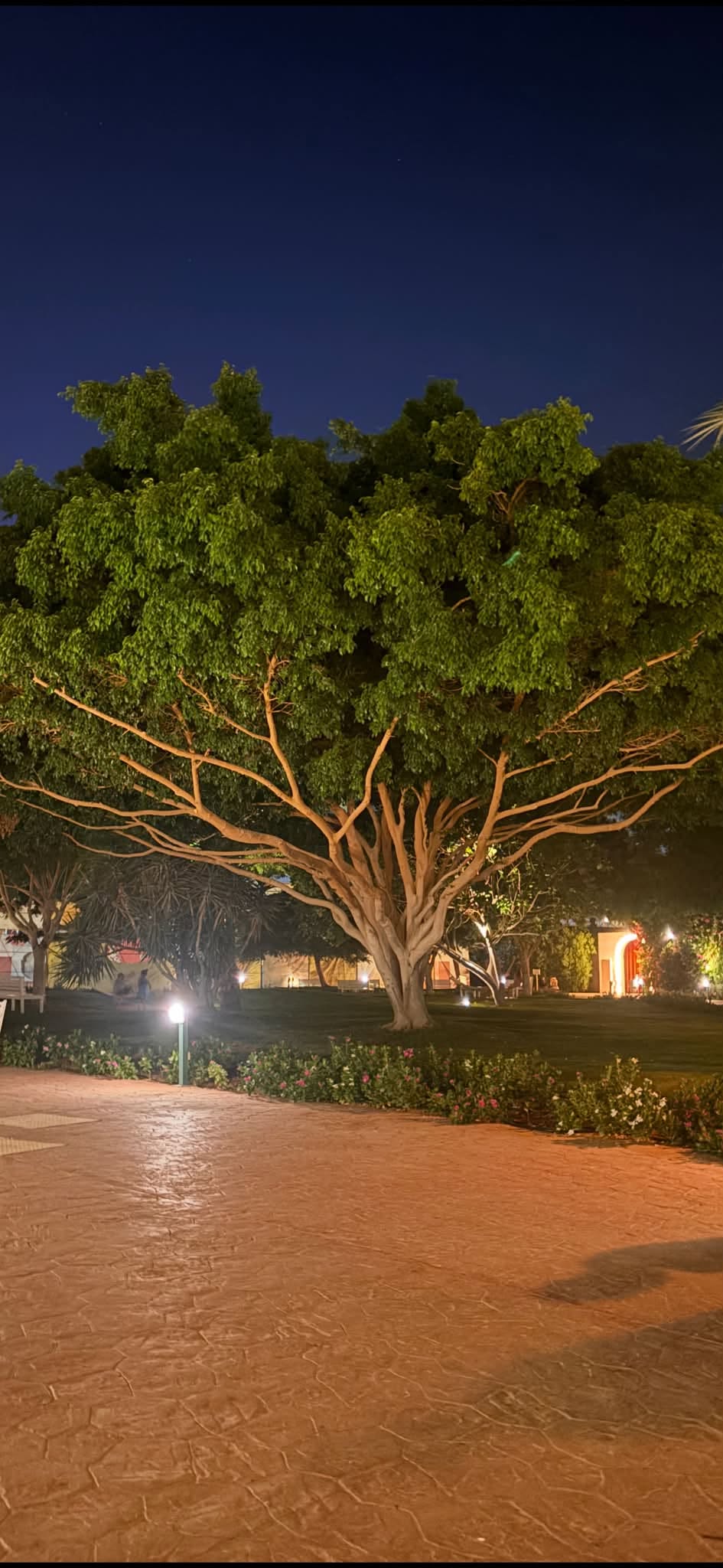 Hurghada Night Tree Frame – photography wall art | برواز شجرة الغردقة ليلًا