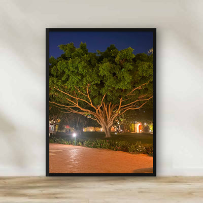 Hurghada Night Tree Frame – photography wall art | برواز شجرة الغردقة ليلًا